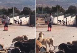 Köpeğin kürekle öldürülmesinde 2 sanığın tahliyesine itiraza yine ret