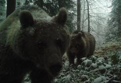 Ayıların kuş uykusuna geçtiğini düşünenlere uyarı