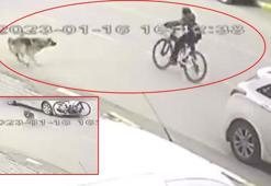 Köpekten kaçan bisikletliye otomobil çarptı