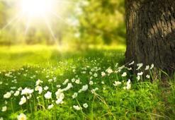 Yeşil alan gezileri psikolojik rahatsızlıklarda ilaç kullanımını azaltıyor