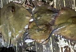 Teknede avlanması yasak camgöz ve vatozlar ele geçirildi