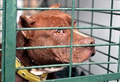 Adana'da yasaklı ırk köpek besleyenlere 1 milyon 183 bin TL ceza