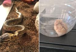 Kaçak getirdiği hamster ve pitonu satmaya çalışırken yakalandı