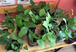 Van'da 'Umutlar okulda cevizle yeşersin' projesi ile 250 bin öğrenciye ulaşıldı