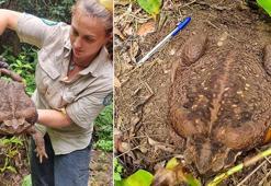 Avustralya’da 2.7 kiloluk dev kurbağa bulundu