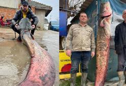 Meriç Nehri'nde 2 metrelik yayın balığı yakaladılar