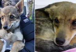 Sokak hayvanı için 'köpek-çakal' tartışmasında DNA talebi
