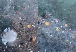 Sarıyer sahili çöp ve denizanasına teslim oldu