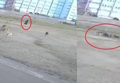 Yaşlı kadına 10 sokak köpeğinin saldırdığı anlar kamerada