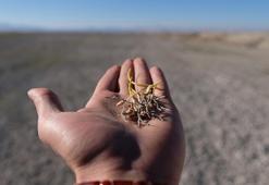 Konya Ovası'nın 3'te 2'sinde 'kuraklık' hasarı