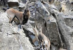 Dağcılar, kayaların usta tırmanıcıları yaban keçilerini görüntüledi