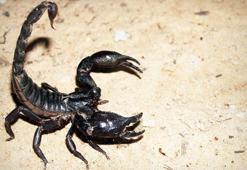 Zehrinin litresi 10 milyon dolar olan 'kara akrep' internette satışta