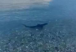 Muğla kıyılarında köpek balığı görüldü