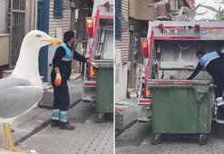 Kadıköy'de martıların çöp kamyonuna yemek akını