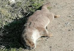 Nesli tehlikedeki su samuru ölü bulundu, leopar da olan bölgenin korumaya alınması istendi