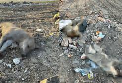 Ergani’deki köpek ölümlerine inceleme