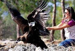 Tedavisi tamamlanan kara akbaba, doğaya bırakıldı