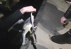 Fatih'te kanadına iğne ve misina takılan martı kurtarıldı