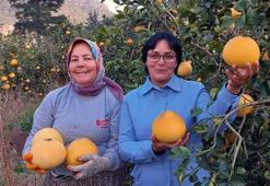 Bu kavun ağaçta yetişiyor