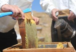 Eğriçayır balının ‘TA’ değeri analiz edildi