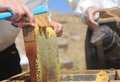 Eğriçayır balının ‘TA’ değeri analiz edildi