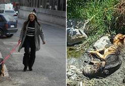 Yaralı köpek, 6 aylık fizik tedaviyle sağlığına kavuştu