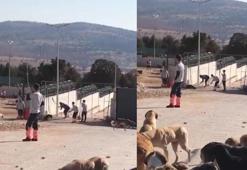 Kürekle köpeği öldüren sanıklara verilen karara 'Suça meyilli kişiliğe sahip değiller' gerekçesi