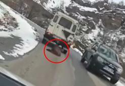 Cipin arkasındaki ölü domuzu köydeki sahipsiz köpekler için taşımış