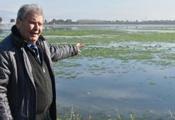 Prof. Dr. Yaşar: Bu sene İzmir Körfezi'nde deniz marulu hiç bitmedi