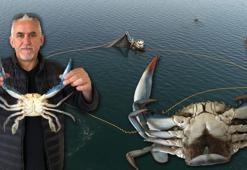 Nadir görülen mavi yengeç, Karadeniz'de üremeye başladı