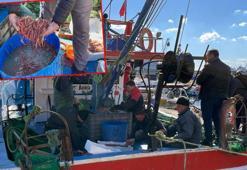 Tekirdağ'da av yasağı sonrası karides bereketi