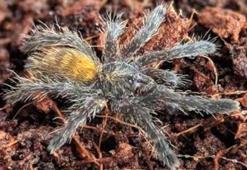 İnternetten tarantula satıyorlar; 26 bin 390 lira cezası var