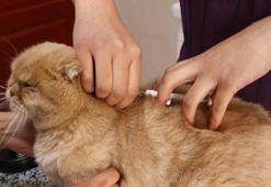 Çip taktırmayanlara ilk cezalar uygulandı