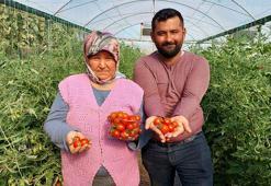 Silifke'de çeri domates, dalında 17 lira