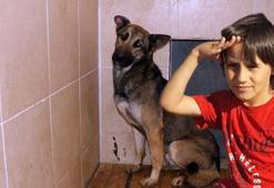 Emir Mete'nin ölümüne neden olan köpek bir daha sahiplendirilmeyecek