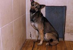 Emir Mete'nin ölümüne neden olan köpek bir daha sahiplendirilmeyecek