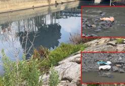 İstanbul'un iki yakasındaki iki derede kirlilik alarmı