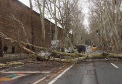 Beşiktaş'ta asırlık çınar ağacı devrildi