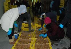 80 ton kivi, deprem bölgesine gönderildi