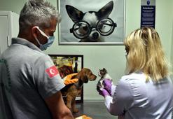 Osmanlı döneminde kurulan hastane, 200 yıldır hayvanlara şifa oluyor