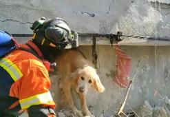 Portekiz’den gelen ekip Antakya’da bir köpeği kurtardı