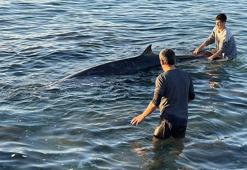 Kıyıya vuran yunus, depremzede aile sayesinde kurtarıldı