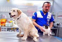 Enkazdan kurtarılan 100 evcil hayvan, Bursa’ya getirildi