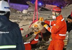 11 gün göçük altında 'Bircan' isimli inek, kurtarıldı