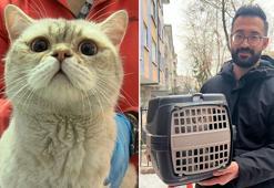 Depremden yaralı kurtulan kedinin sahibi, mikroçip sayesinde bulundu