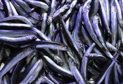 Boğazlarda ve Marmara Denizi'nde 'hamsi avcılığı' 15 Nisan 2023'e kadar durdurulacak
