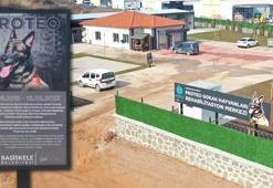 Kahraman köpek 'Proteo'nun adı sokak hayvanları merkezinde yaşayacak