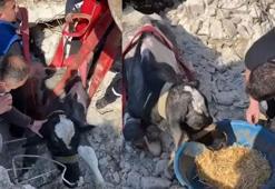 Enkaz altındaki inek, 17'nci günde canlı olarak çıkarıldı