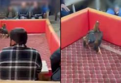 Trabzon’da 'horoz dövüşü' baskını; 16 kişiye 64 bin 880 lira ceza