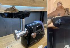 Mağazadaki kıyma makinesine yuva yapan kuşun yavruları oldu